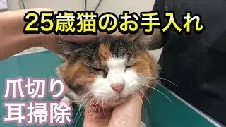 【25歳猫の耳掃除と爪切り】相変わらず爪だけは大嫌いなナナさんが可愛すぎました。