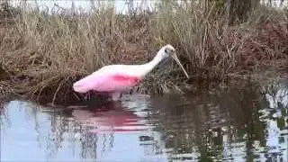 Black Point Wildlife Drive in the MINWR