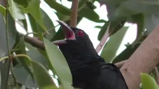 The Koel Bird Singing Sound