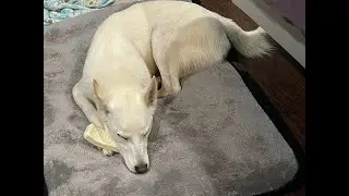 Bark To School Super Chewer BarkBox Unboxing.