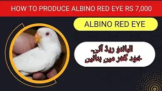 how to produce albino red eye cheaply 💯 | albino red eye | hindi/Urdu