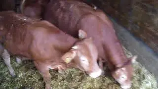 broutard  limousin