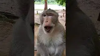 Good Communication Monkey Balu