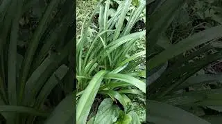 Crinum lily plat... other name orange Day-lily its a beautiful plants @melodybacanto6572