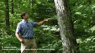 Sugarbush Management - Crop tree release
