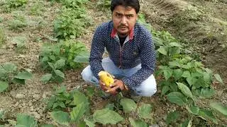 All Win Gold Super ব্যবহার করার ফলে কমজুরি গাছ এক সপ্তাহের মধ্যে ৩গুন বড় ও সুন্দর হয়েচে..