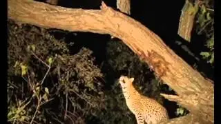 The Leopard and The Baby Monkey