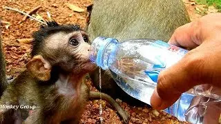 Poor baby monkey Lola very thirsty water, Help to give water to Lola and other monkeys