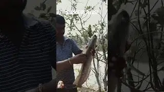 Maruf fish#trending #fish #cartoon #shorts#news#Mr bean#mrbeast#food#City#movie#song#animals