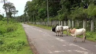 DRIVE THROUGH COUNTRYSIDE GLIMPSES : PT TWENTYNINE