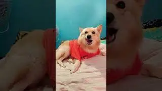 time ho gaya ghumne ka#trending#walking#time#dog#shortfeed#video#🐕😍