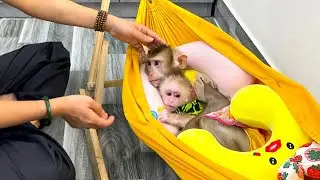 Monkey Kaka and Monkey Mit are lying peacefully on the hammock, so cute!