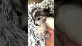 PaPiLLoN Snuggle Time 🐶💜 | Never Too Much Love & Cuddles