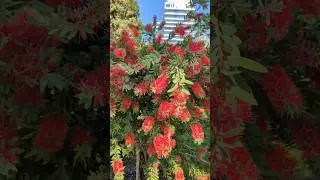 #callistemon#bottlebrush #bottlebrushtree #summergarden#exoticplants#macrophotography#relaxingvideo