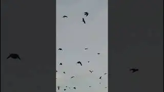 crow crow sound effect #shoot #money #village $viral#trending#viral #shoot #romancing #shocked #crow