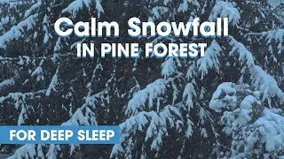 Calm Snowfall in Pine Forest for Sleep || ❄️ || 1 hour relaxing video