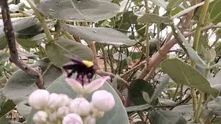 near to nature