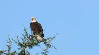 1/10/26 - Riverbend Male Bald Eagle flies from nest tree to conifer, then gets pestered by crows