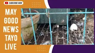 GOOD NEWS LIVE 🐣✨ Napisa Na ang mga Itlog nina Sugar at Mia | Baby Birds Update