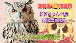 【感謝】ありがとう、ジジ先生｜12月18日の 誕生日に贈る ベンガルワシミミズクと一緒に体操！