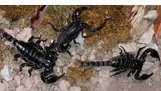 Catching animais along the fence#animal#insect#