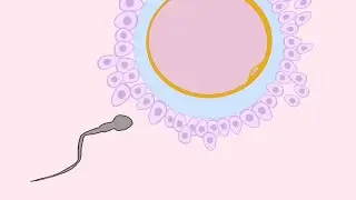 Fertilizace - oplodnění lidského vajíčka