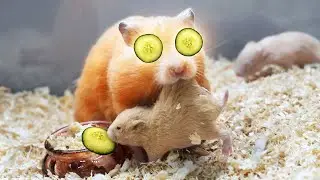 A Happy Hamster Family...until the cucumber