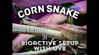 Corn Snake 2nd year Bioactive Setup Update