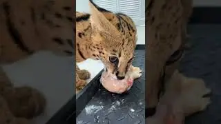 Leopard Cat