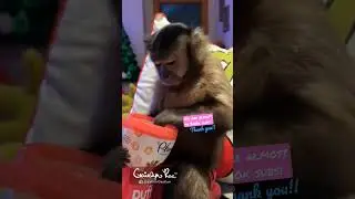 Strawberry Noms #gaitlyn #pets #cute #funny #monkey