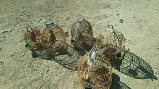 Kekliksesi shiakri chakor birds #hunt #madi #farmi #dasichakor