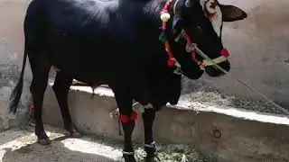 Black beauty check karein | gujar khan heavy bachra | athra dand and beauty