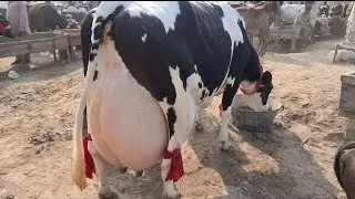 JERSEY FRISIAN CROSS COW IN DOLI SHAHEED MANDI