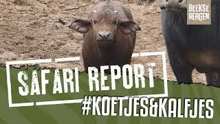 SAFARI REPORT | #103 KOETJES & KALFJES