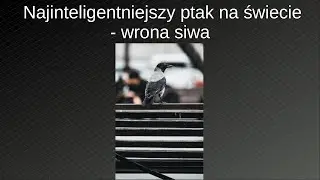 Najinteligentniejszy ptak na świecie - wrona siwa. Zwierzęcy geniusze || Pakukla