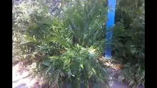 Coontie, cold hardy tropicals.