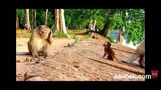 monkey attack baby