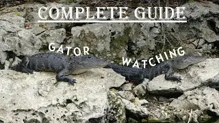 Go Here to See TONS of GATORS!!!| Loop Road| Big Cypress National Preserve