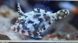 ☆Aiptasia☆ -Plaga Mundial-Como mantenerlas a raya-