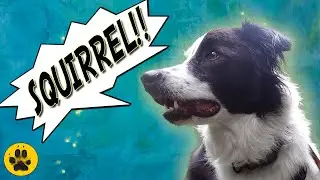 Border Collie Over Excitement