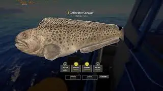 Trophy gefleckter Seewolf Nordmeer (02.08.2023)