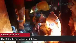 Ular Piton Bersembunyi di Selokan Gegerkan Warga Surabaya
