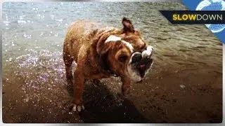 Adorable Wet Dogs in SLOW MOTION!