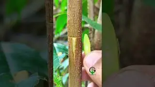 T-bud grafting plants during summer #satisfying #gardening #funny