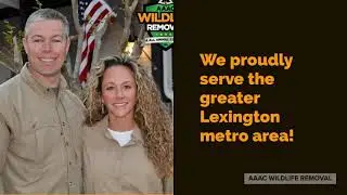 Squirrel Removal Lexington | Lexington Kentucky | 859-695-6756