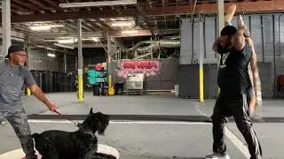 7 DAYS WITH A NINJA 🥷MASTER DOG TRAINER 🐕 P DON MEGA