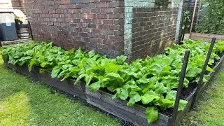 How to grow Mustard Green( Rayo Saag)/ रायो साग मात्र ५ हप्तामा मै तयारी!!