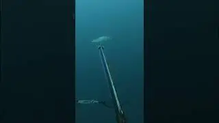 BIGGEST KING MACKEREL I'VE EVER SPEARED!