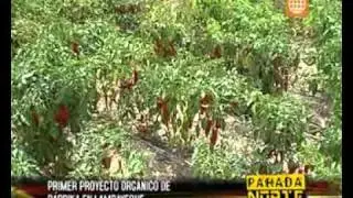 Ají Páprika Orgánico en Lambayeque