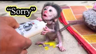 &ldquo;Baby Monkey Luci Pees While Drinking Milk&hellip; Then Looks SO Guilty 🥺💛 | Cutest &lsquo;Sorry&rsquo; Moment Ever&rdquo;